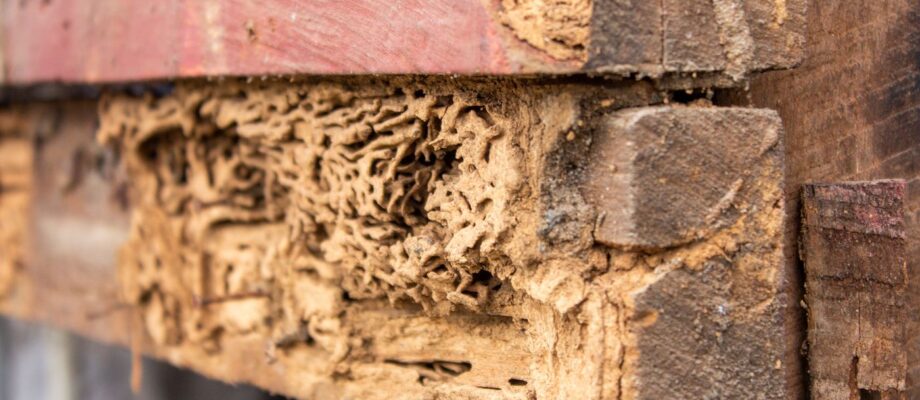 How to Find Termites in Your House and What to Do When You Find Them