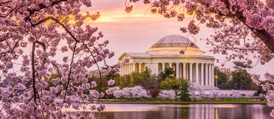 How Can Seniors Fully Enjoy the Cherry Blossom Festival in Washington D.C.?